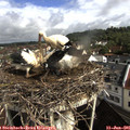 09_30-nest.jpg