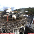 09_35-nest.jpg