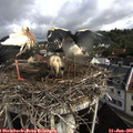 09_40-nest.jpg