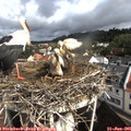 09_45-nest.jpg