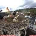 09_50-nest.jpg