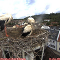 09_55-nest.jpg