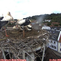 10_00-nest.jpg