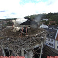 10_05-nest.jpg
