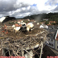 10_10-nest.jpg