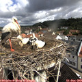 10_15-nest.jpg