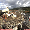 10_20-nest.jpg