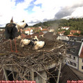 10_25-nest.jpg