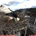 10_30-nest.jpg