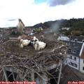 10_35-nest.jpg