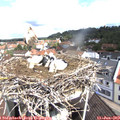 10_40-nest.jpg