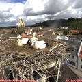 10_45-nest.jpg