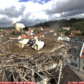 10_50-nest.jpg