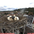 10_55-nest.jpg