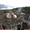 11_00-nest.jpg