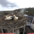 11_05-nest.jpg