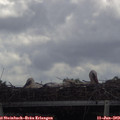 11_10-mast.jpg