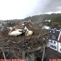 11_10-nest.jpg