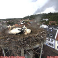 11_15-nest.jpg
