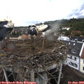 11_20-nest.jpg