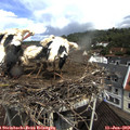 11_25-nest.jpg
