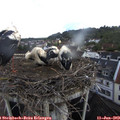 11_30-nest.jpg