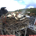 11_35-nest.jpg