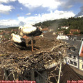 11_40-nest.jpg