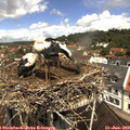 11_45-nest.jpg