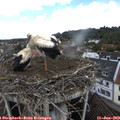 11_50-nest.jpg