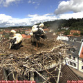 11_55-nest.jpg