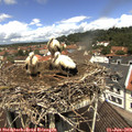 12_00-nest.jpg