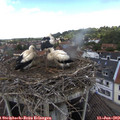 12_05-nest.jpg
