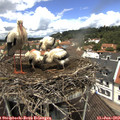 12_10-nest.jpg