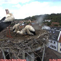 12_15-nest.jpg
