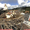 12_20-nest.jpg