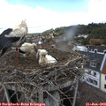 12_25-nest.jpg