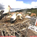 12_30-nest.jpg