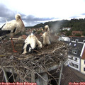 12_35-nest.jpg