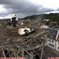 12_40-nest.jpg