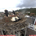 12_45-nest.jpg