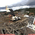 12_50-nest.jpg