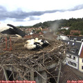 12_55-nest.jpg