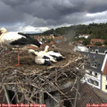 13_00-nest.jpg