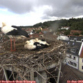 13_05-nest.jpg