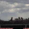 13_10-mast.jpg
