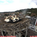 13_10-nest.jpg