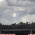 13_15-mast.jpg