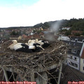 13_15-nest.jpg