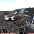 13_20-nest.jpg